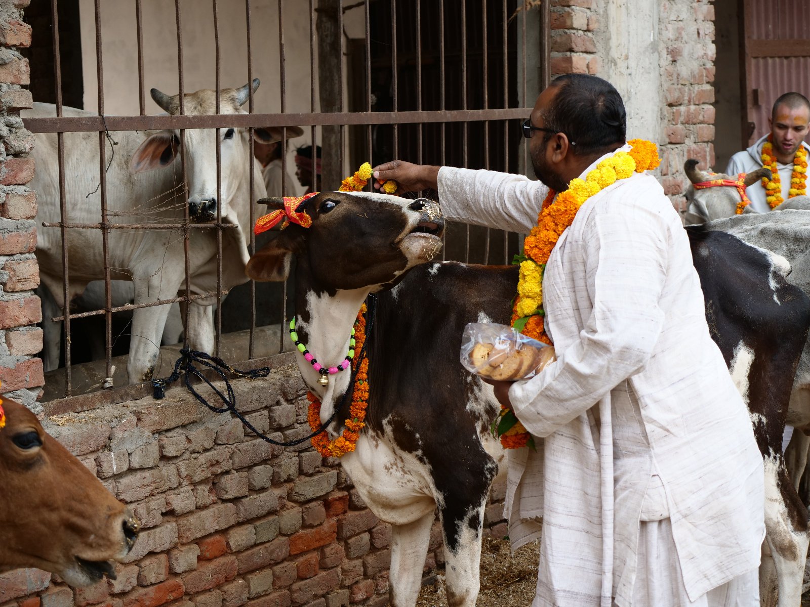  56 Gopashtami Radha kunda Govardhan 19.11.04